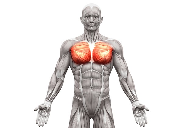Các Nhóm Cơ Tập Gym Trong Tập Luyện Gym các nhóm cơ tập gym