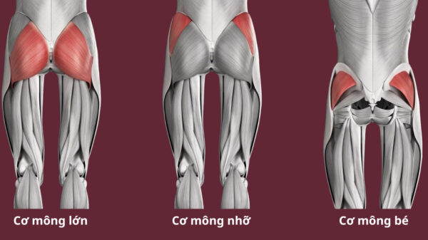 Mông gồm 3 nhóm cơ chính : Mông lớn, mông nhỡ và mông bé.