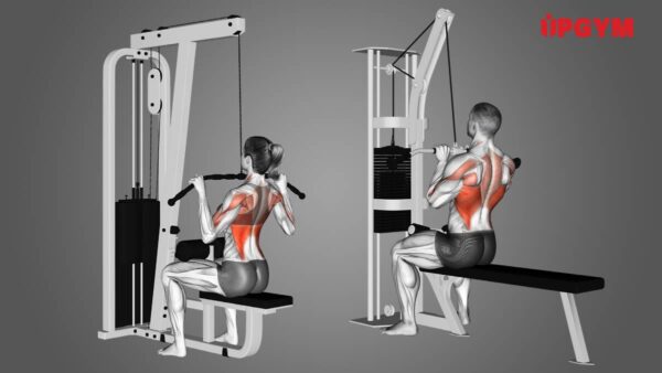 Lat Pulldown Là Gì? Cách Tập Lưng Phát Triển Cơ Xô pulldown là gì