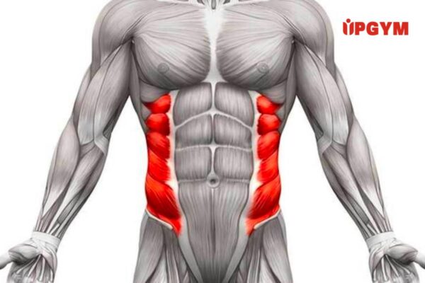 bài tập cơ liên sườn